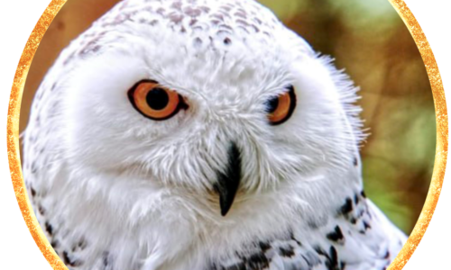 Die geführte Reise zu deinem Krafttier