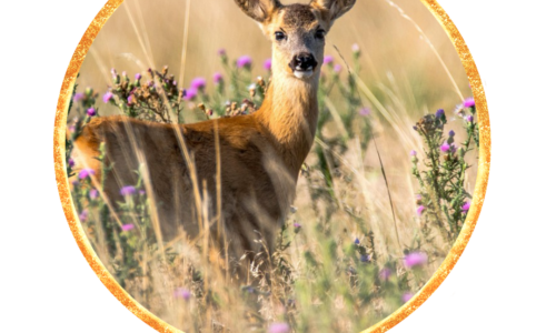 Schamanische Reise für Einsteiger